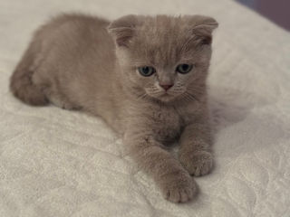 Motanasi Scottish Fold foto 3