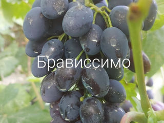 Черенки,Butasi,ochi pentru altoire,soiuri ghibride,Avatar,Ararat,Lamborgini,Land Kruzer,Bananas, foto 10