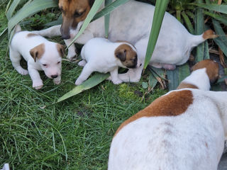 Vindem cățeluși Jack Russell Terrier foto 5