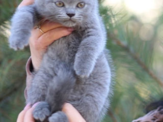 Montă - imperechere,cu motan scottish fold foto 9