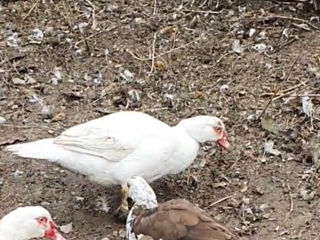 Vind 10 ratoi muti albi au 5 luni crescuti cu cereale de casa