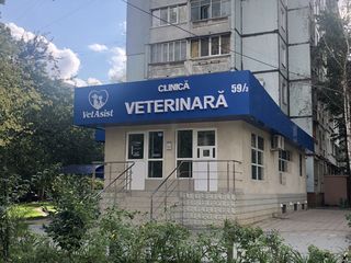 Ветеринарная клиника "VetAsist" foto 5