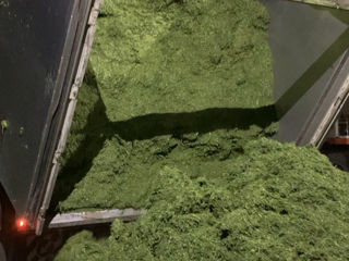 Витаминно травяная гранула из люцерны foto 2
