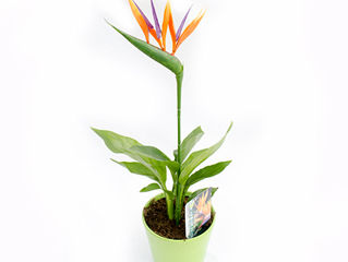 Semințe Strelitzia reginae - Floarea Paradisului. foto 2