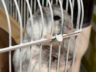 Hamsteri gratis foto 7