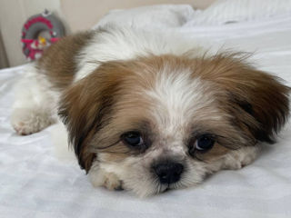 Câini Shih Tzu foto 2