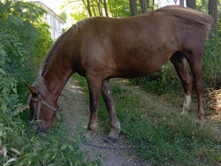 ...... foto 2