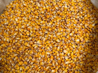 Продам кукурузу (500кг), пшеницу (500кг), шрот (60кг). Бельцы. Транспорт в наличии foto 1