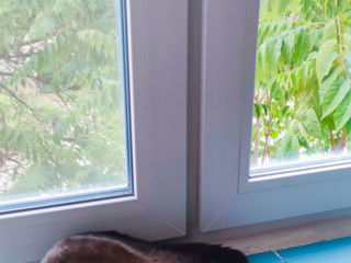 Чистокровный шотландский котик Scottish fold! foto 4