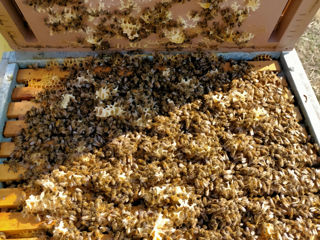 Vindem familii de albine pe rama de 3/4 (Rut)