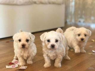 Bichon Maltese Мальтийская болонка foto 2