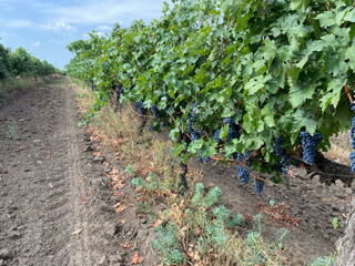 Vindem poamă caberne merlo