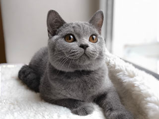 Pisoii British Shorthair