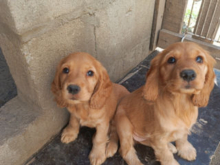 Cocher spaniel englez foto 5