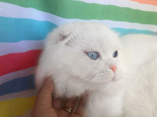 Вязка с элитным высокопородистым котом. Белоснежный скоттиш фолд с голубыми глазами.