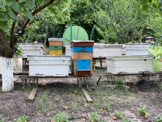 Albinele se vind sănătoase ! foto 4
