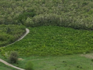 Se vinde teren lîngă pădure (perfect pentru vilă) în Buneți în spatele Port Mall