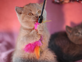 Милашки и чистюли, забавные и грациозные котята породы Scottish straight, Scottish fold. Liliac.