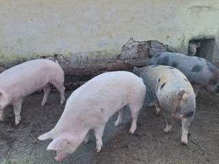 Vind porci crescut natural foto 3