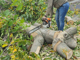 Taiere si indepartarea arborilor, Servicii Autoturn , curatarea terenuri , pășuni !!! foto 16