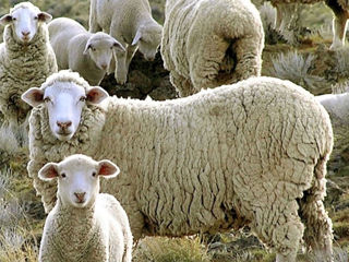 Овцы и егнята foto 2