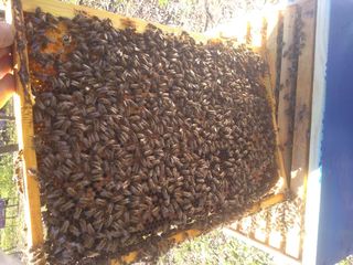 Продаю плодные пчеломатки Бакфаст, пчелoсемьи на 8-10 рамок и отводки на 4-6 рамках foto 1