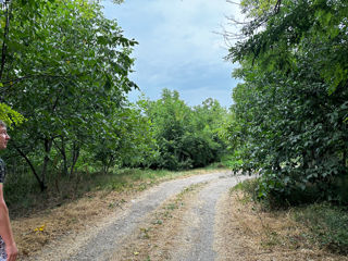 Teren lângă Pădure foto 5