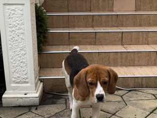 Împerechere câine beagle băiat foto 5