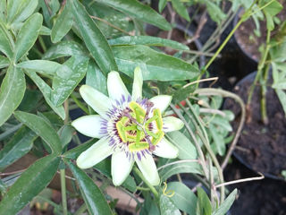 Passiflora Caerulea , răsad ,preț avantajos foto 1