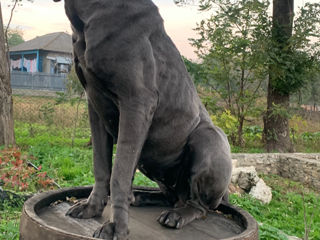 Cane corso Montă,Femelă foto 3