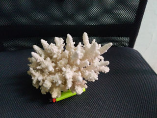 натуральные кораллы foto 3