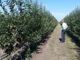 Pomi fructiferi pentru livezi direct de la producator pe garanţie foto 8