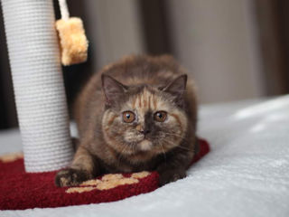 British Shorthair pedigree foto 2