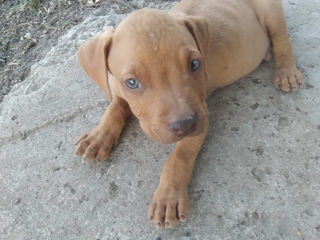 Pit bull boxer cauta stapini 2 luni foto 5