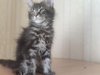 Main coon foto 3