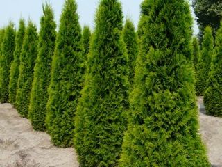 туя смарагд ,thuja smaragd , tuia tuea туия туеа