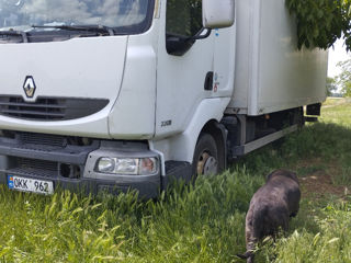 Renault Midlum