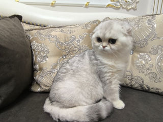 Scottish fold foto 5