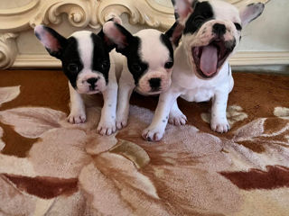 Bulldogi Francezi! foto 6