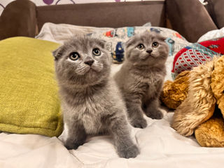 Scotish fold - British shorthair