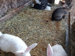 Продам кроликов разных большие маленькие средние foto 4