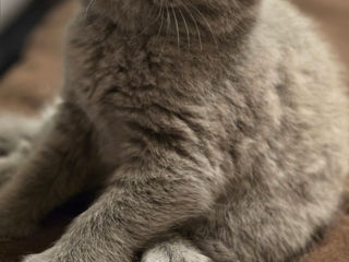 Vind pisici British Shorthair(Sunt disponibile  2 femele) foto 4