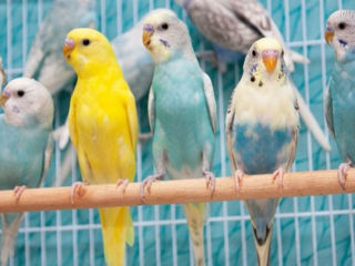 Продаю уже готовых к обучению разговора попугаев разных особей.Волнистые,кареллы,Клетки,корма,витами foto 3