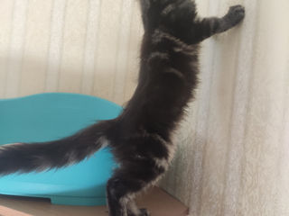 Main coon foto 5