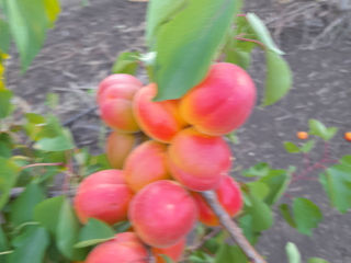 Pomi fructiferi angro facem livrare la Chisinau cais,visin,cires,prun,persic,nectarin