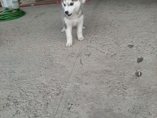 Vind husky foto 10