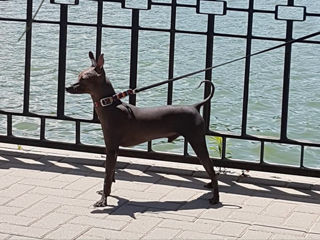 xoloitzcuintli