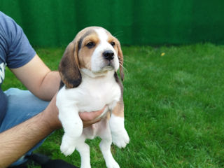 Beagle tricolor