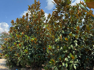 Magnolia Grandiflora foto 2