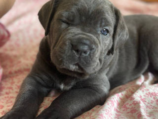 Cane Corso cu pedigree foto 5